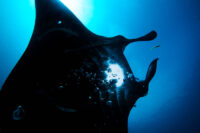 46_Oceans_WestPapua_20101211_13670