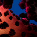 Soft Coral, Raja Ampat 2011