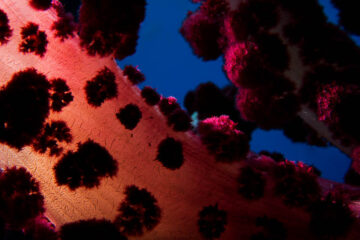 Soft Coral, Raja Ampat 2011
