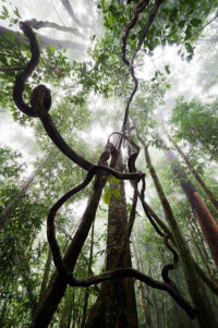 Borneo´s rainforest