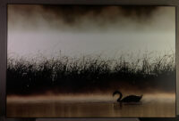 53_Svan (Knölsvan)