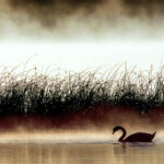 Swan at dawn