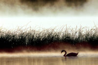 Knölsvan, Dalbyviken, Uppland.