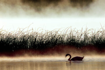 Swan at dawn
