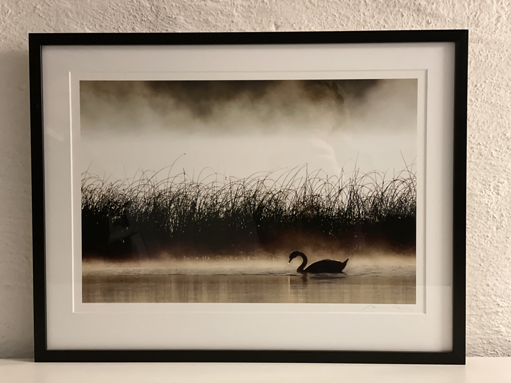 Svan Svan i gryningen