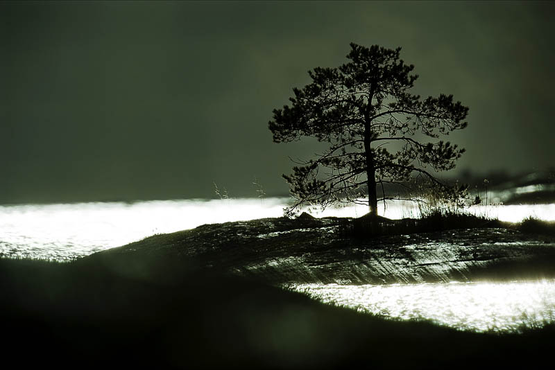 Havsörnsfotografering, Vånö. 2007.