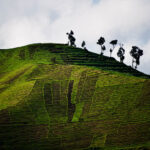 Cultivated land in Rwanda