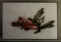 74_Svalbard_2015_00652