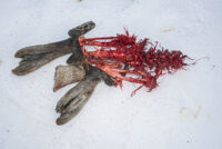 74_Svalbard_2015_00652