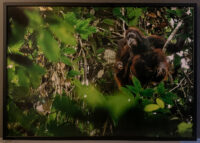 77_13506_Borneo_DanumValley