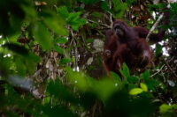 77_13506_Borneo_DanumValley