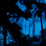 Natt i Danum Valley. 2008