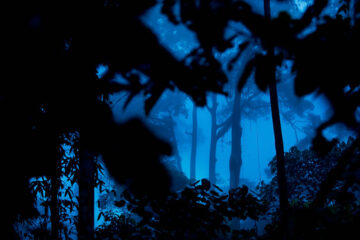 Natt i Danum Valley. 2008