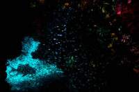 7_Oceans_WestPapua_20101211