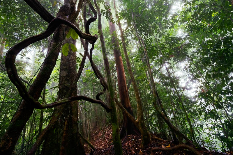 Borneo´s rainforest The king of rainforests. Danum Valley, 2008