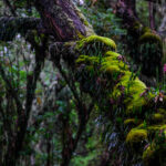 Virunga Forest, 2010