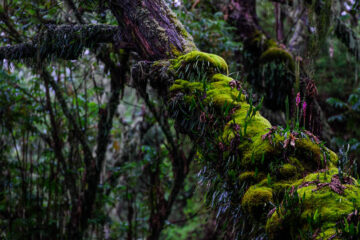 Virunga Forest, 2010