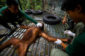 Orangutan gets treatment