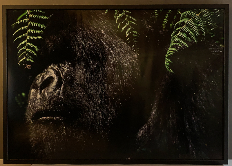 87_15222_Rwanda Gorilla vid ormbunkar 2010