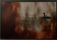 91_Svan vid Svanliden 001