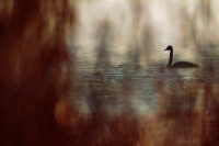 91_Svan vid Svanliden 001