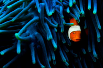 A common clownfish in an anemone, Raja Ampat Islands, Indonesia 2011