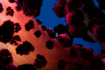 Red soft coral, Raja Ampat. 2011