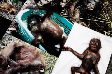 Dead orangutangs, Central Kalimantan, 2008