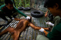 Borneo´s rainforest