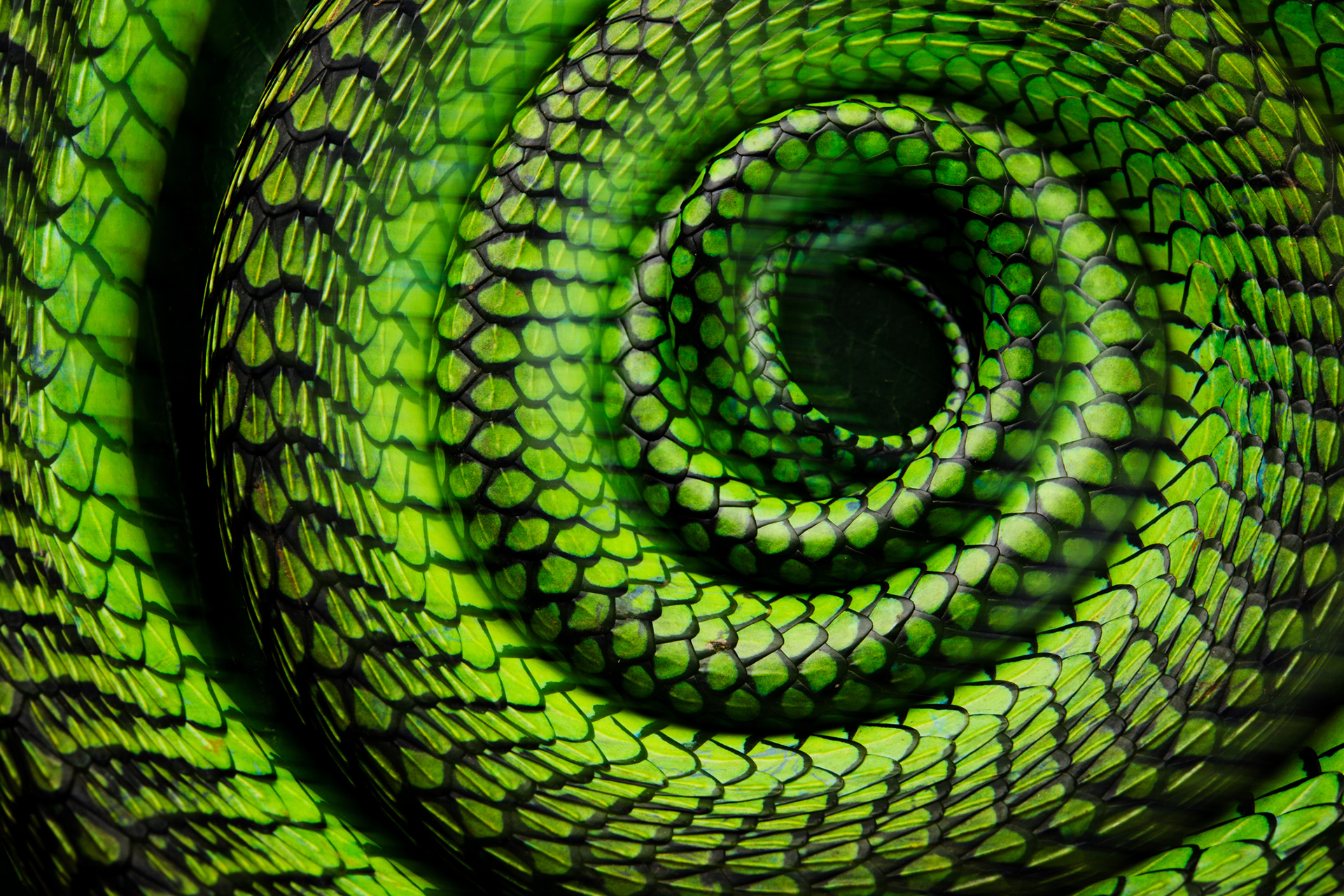 Boomslang by Mattias A. Klum