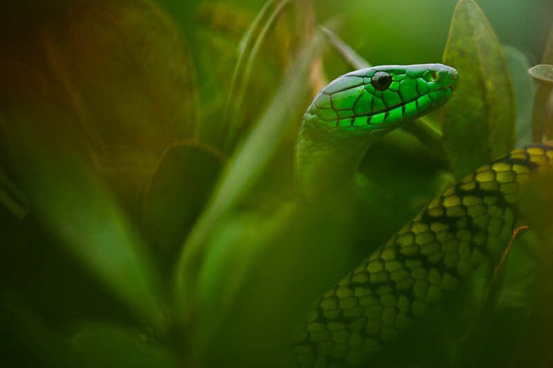 Green mamba by Mattias A. Klum