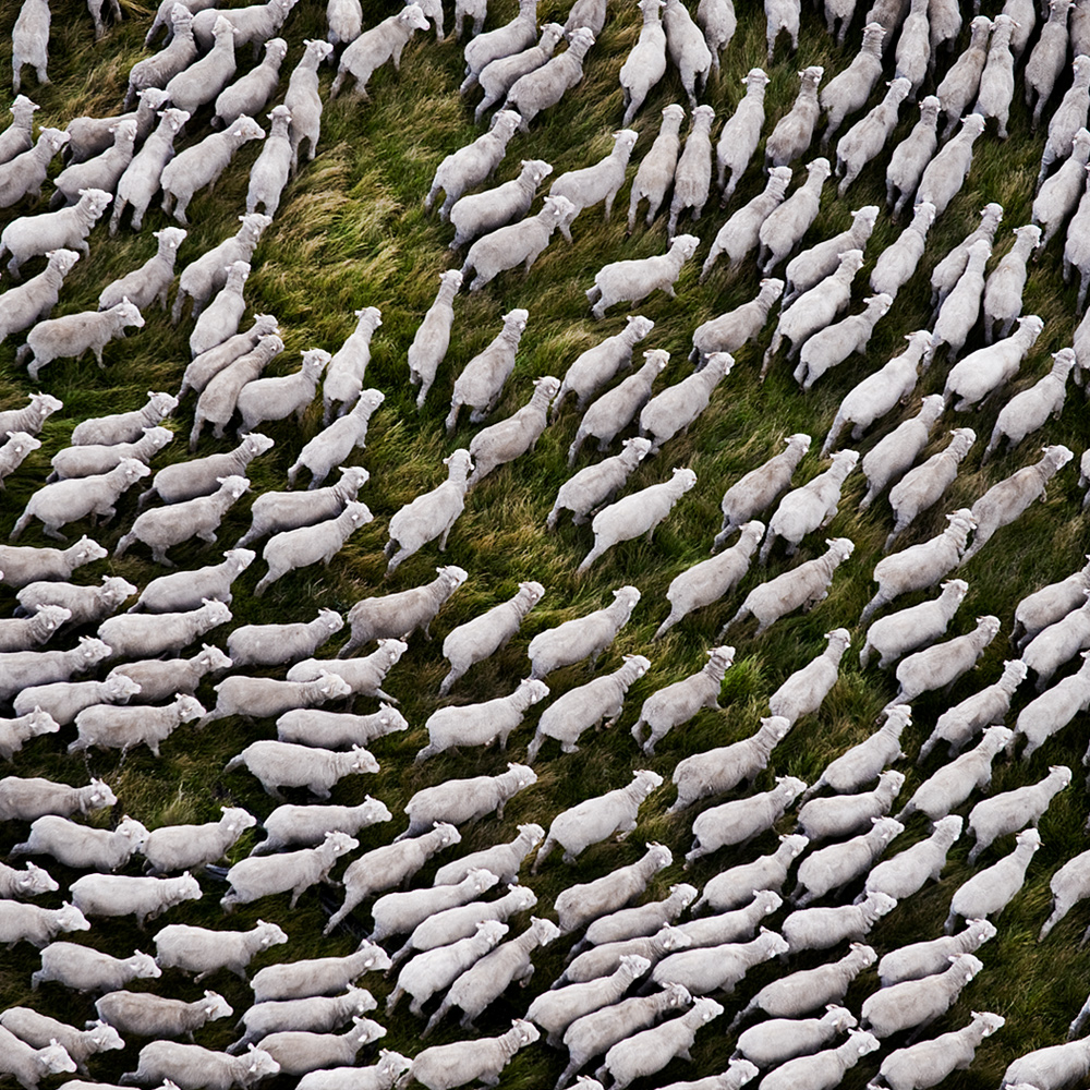 Sheeps Mattias Klum